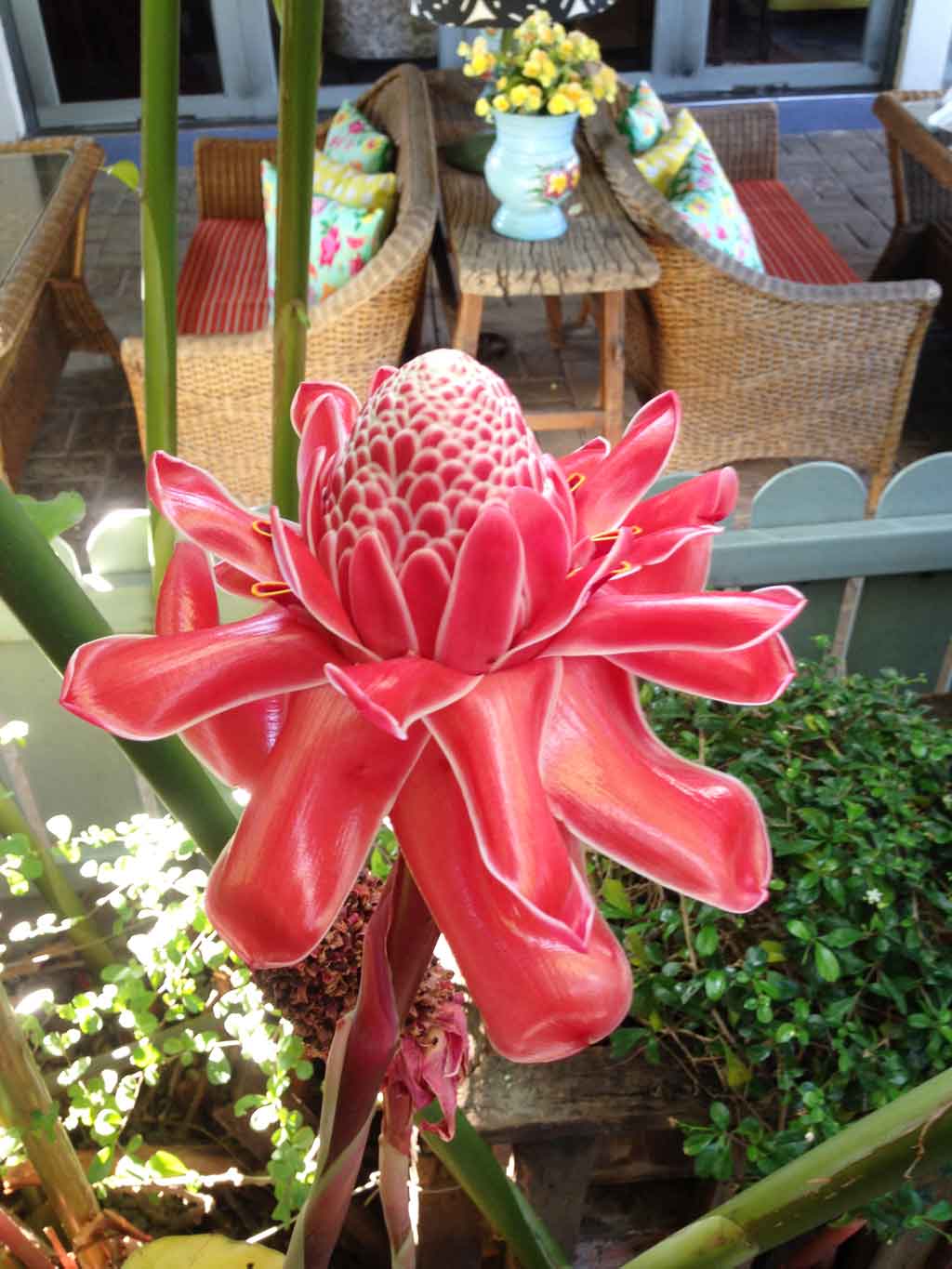 Art Cushion Ginger flower Painted in Thailand